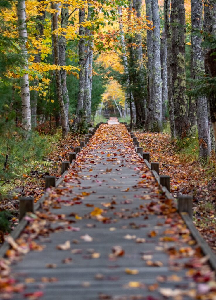Camino entre árboles en el bosque durante el otoño
